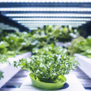 תאורת גידול